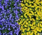 Синие и желтые цветы